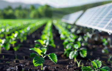 Pályázat kertészeteknek